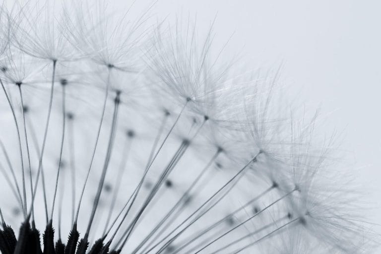 Dried dandelion seed heads against a warm blurred background.