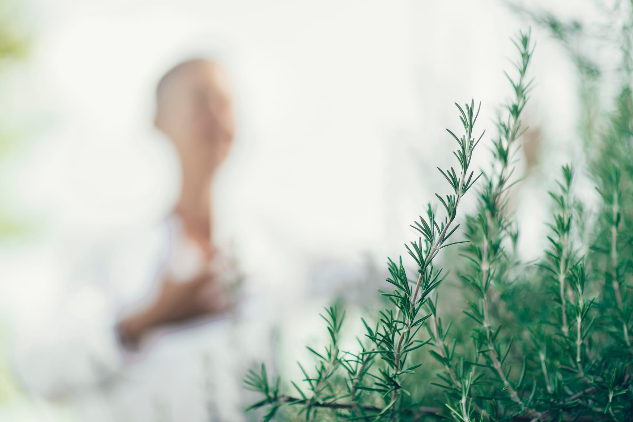 Fresh rosemary sprigs in warm natural light.